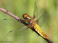 Plattbauch (Libellula depressa), Weibchen - DE (MV)
