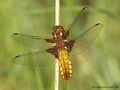 Plattbauch (Libellula depressa), Weibchen - DE (NI)