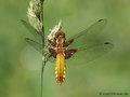 Plattbauch (Libellula depressa), Weibchen - DE (MV)