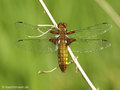 Plattbauch (Libellula depressa), Weibchen - DE (MV)