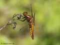 Plattbauch (Libellula depressa), Weibchen - DE (MV)