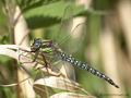 Früher Schilfjäger (Brachytron pratense), Männchen - DE (ST)