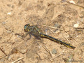 Westliche Keiljungfer (Gomphus pulchellus), Männchen - DE (SH)
