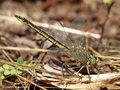 Westliche Keiljungfer (Gomphus pulchellus), Weibchen - DE (SH)