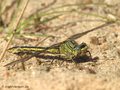 Westliche Keiljungfer (Gomphus pulchellus), Weibchen - DE (SH)