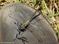 Westliche Keiljungfer (Gomphus pulchellus), Männchen auf Sitzwarte Schuh - DE (SH)