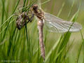 Falkenlibelle (Cordulia aenea), Weibchen kurz nach dem Schlupf - DE (MV)