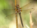 Falkenlibelle (Cordulia aenea), Weibchen - DE (MV)
