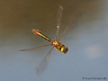 Falkenlibelle (Cordulia aenea), Männchen - DE (MV)