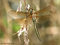 Falkenlibelle (Cordulia aenea), Weibchen - DE (MV)