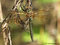 Falkenlibelle (Cordulia aenea), Weibchen - DE (MV)