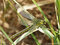 Westliche Keiljungfer (Gomphus pulchellus), junges Weibchen - DE (MV)