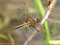 Vierfleck (Libellula quadrimaculata), Männchen - DE (MV)