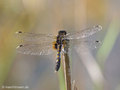 Zierliche Moosjungfer (Leucorrhinia caudalis), Weibchen - DE (MV)
