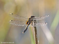 Zierliche Moosjungfer (Leucorrhinia caudalis), Weibchen - DE (MV)