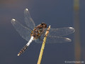 Zierliche Moosjungfer (Leucorrhinia caudalis), Männchen - DE (MV)