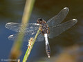 Zierliche Moosjungfer (Leucorrhinia caudalis), Männchen - DE (MV)