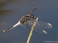 Zierliche Moosjungfer (Leucorrhinia caudalis), Männchen - DE (MV)