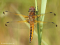 Spitzenfleck (Libellula fulva), Weibchen - DE (MV)