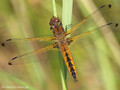 Spitzenfleck (Libellula fulva), Weibchen - DE (MV)