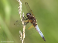 Spitzenfleck (Libellula fulva), Männchen - DE (MV)