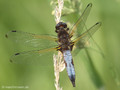 Spitzenfleck (Libellula fulva), Männchen - DE (MV)