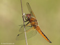 Spitzenfleck (Libellula fulva), unausgefärbtes Männchen - DE (MV)