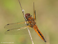 Spitzenfleck (Libellula fulva), unausgefärbtes Männchen - DE (MV)