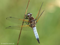 Spitzenfleck (Libellula fulva), Männchen - DE (MV)