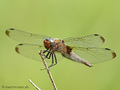 Spitzenfleck (Libellula fulva), altes Weibchen - DE (MV)