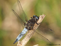 Spitzenfleck (Libellula fulva), Männchen - DE (MV)