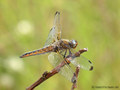 Spitzenfleck (Libellula fulva), Weibchen - DE (MV)