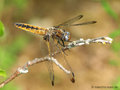 Spitzenfleck (Libellula fulva), Weibchen - DE (MV)