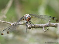 Spitzenfleck (Libellula fulva), altes Weibchen - DE (MV)