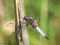 Spitzenfleck (Libellula fulva), Männchen - DE (MV)