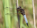 Spitzenfleck (Libellula fulva), Männchen - DE (MV)