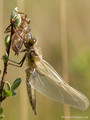 Vierfleck (Libellula quadrimaculata), Männchen kurz nach dem Schlupf - DE (HH)