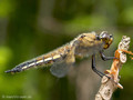 Vierfleck (Libellula quadrimaculata), Weibchen - DE (MV)