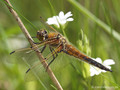 Vierfleck (Libellula quadrimaculata), Männchen - DE (MV)