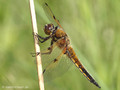 Vierfleck (Libellula quadrimaculata), Männchen - DE (MV)
