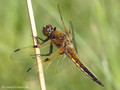 Vierfleck (Libellula quadrimaculata), Männchen - DE (MV)