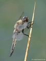 Vierfleck (Libellula quadrimaculata), Männchen - DE (SH)