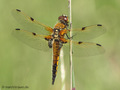 Vierfleck (Libellula quadrimaculata), Männchen - DE (NI)