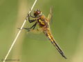 Vierfleck (Libellula quadrimaculata), Männchen - DE (NI)