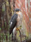 Sperber (Accipiter nisus) - DE (MV)