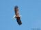 Seeadler (Haliaeetus albicilla) - DE (MV)