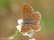 Sonnenröschen-Bläuling (Aricia agestis/A. artaxerxes), Weibchen - DE (MV)