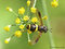 Zweiband-Wespenschwebfliege (Chrysotoxum bicinctum), Weibchen - DE (MV)