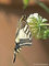 Schwalbenschwanz (Papilio machaon) - DE (MV)
