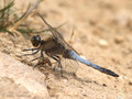 Großer Blaupfeil (Orthetrum cancellatum), Männchen - DE (MV)